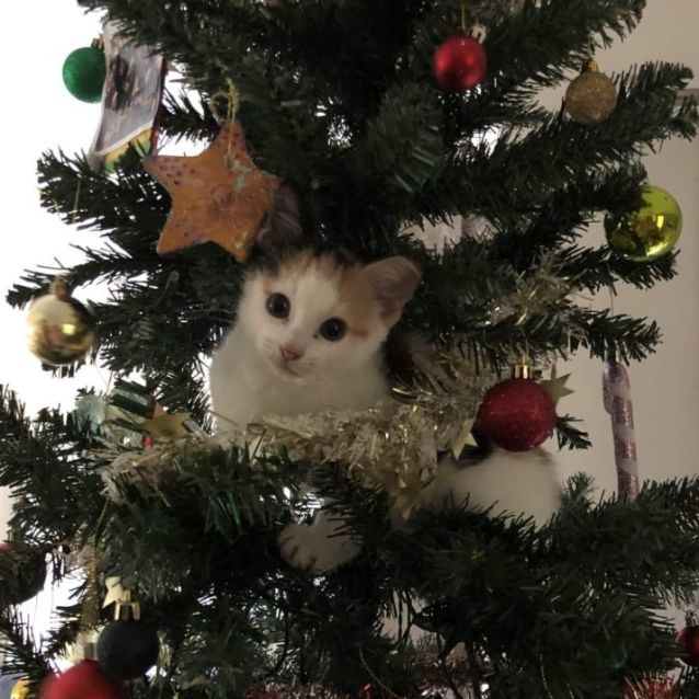 Photo of Cookie (Located In Narre Warren North)