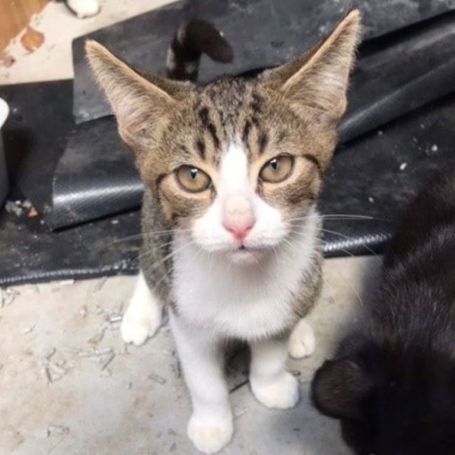 Photo of C1288 Parky