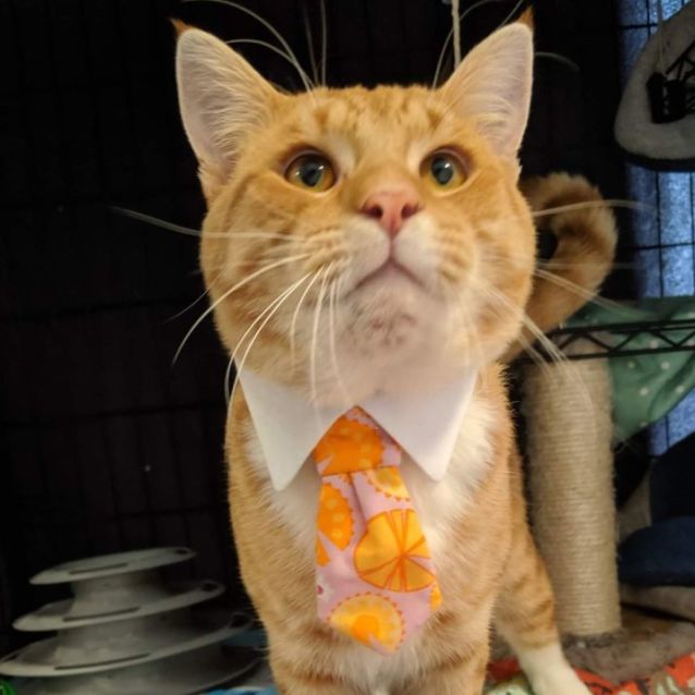 Photo of Gilbert (Located In Werribee South) 