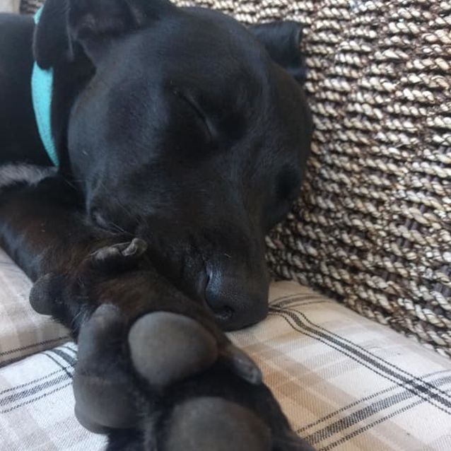 Photo of Rosie Db320