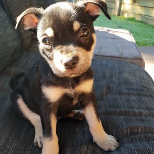 Onyx