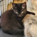 Photo of Baloo