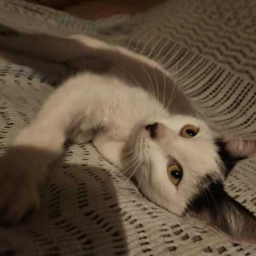 No photo for Calypso