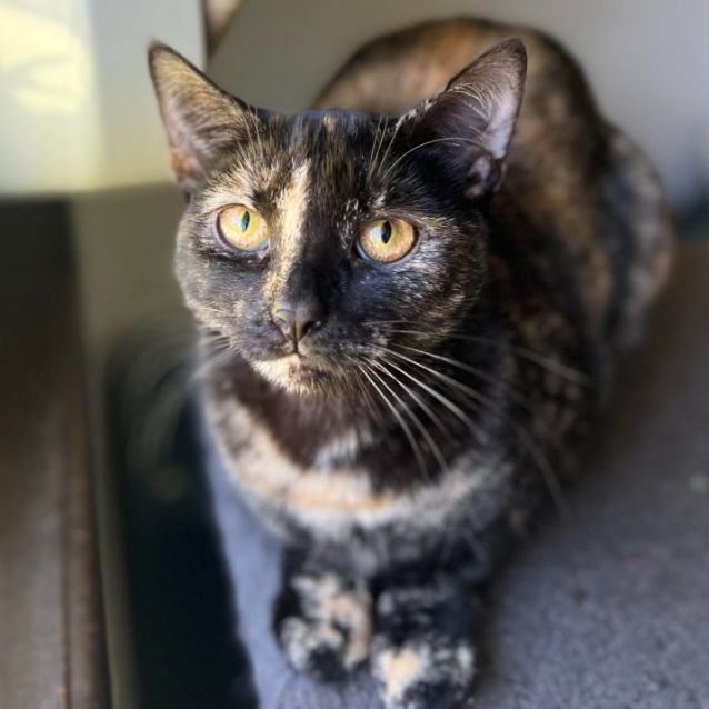 Photo of Daisy