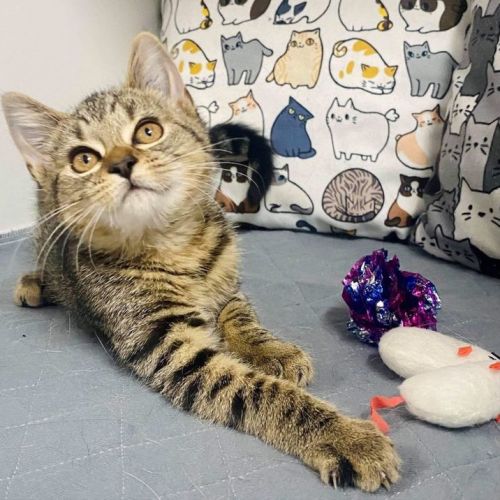 Bathilda - Meet me at Pet Stock in Mitcham