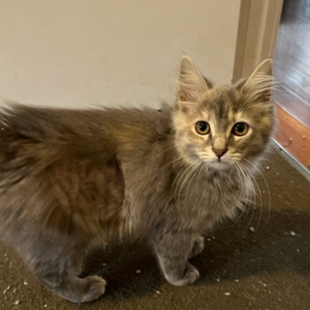 Photo of Demi   Located In Preston From July 28