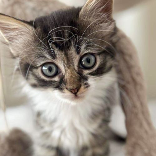 ❤️ Pepper ❤️