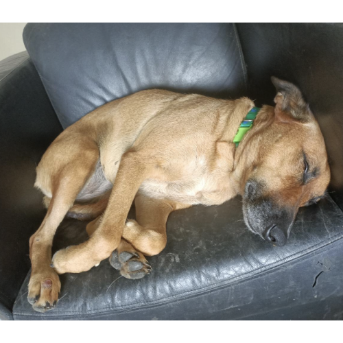 Missy Moo (now on trial adoption)
