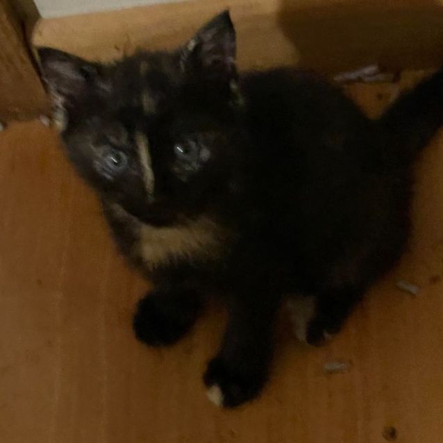 Photo of Zelda