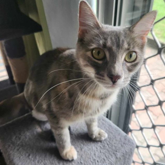 Photo of Pepper
