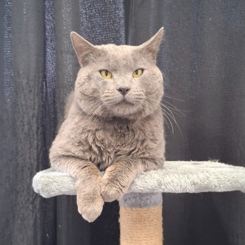 Thor