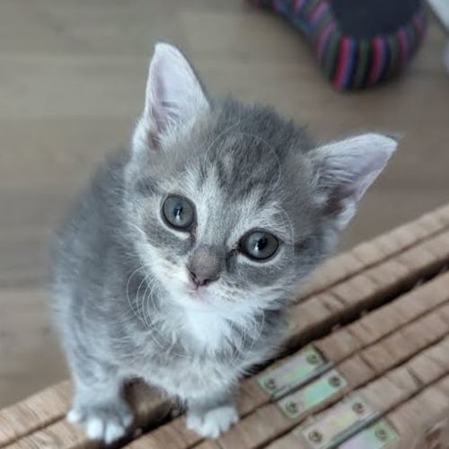 Gwenda - Located inGlenroy