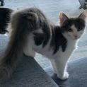 Photo of Zipper ^Dandy Cat Rescue^