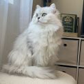 Photo of Kimchi
