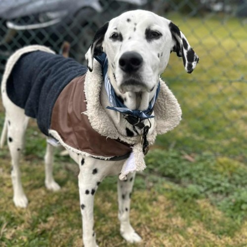 No photo for Di Caprio