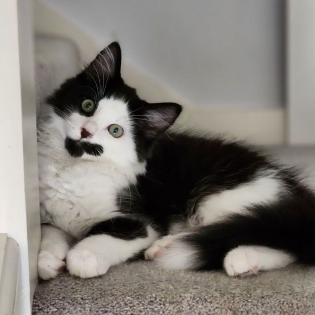 Photo of Rhumba ^^Dandy Cat Rescue^^