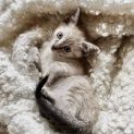 Photo of Owen  Male Kitten (On Trial 28/03/2022)