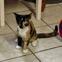 Photo of Cleo