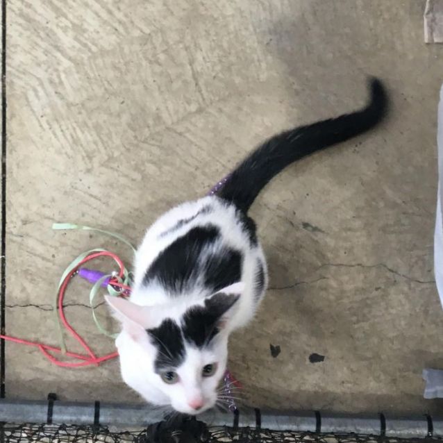 Photo of Kiki