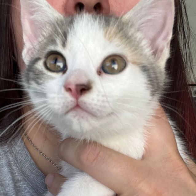 Photo of Katniss Suki *9 Lives Project Rescue*