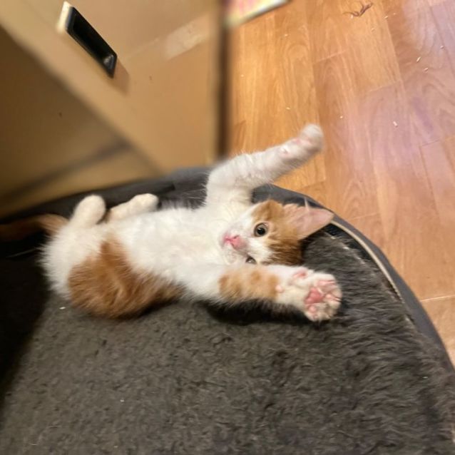 Photo of Jenga  **2nd Chance Cat Rescue**