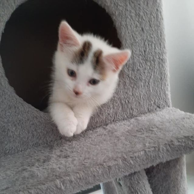 Photo of Penguin ** 2nd Chance Cat Rescue **