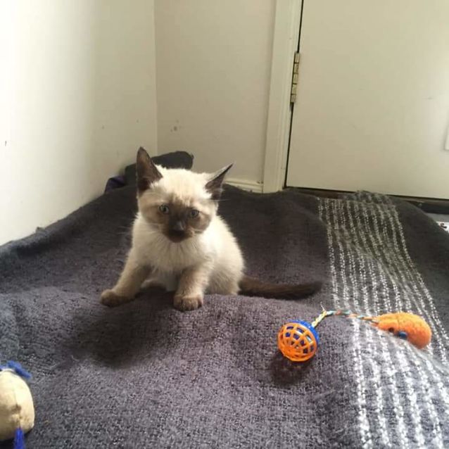 Photo of Grumble **2nd Chance Cat Rescue**