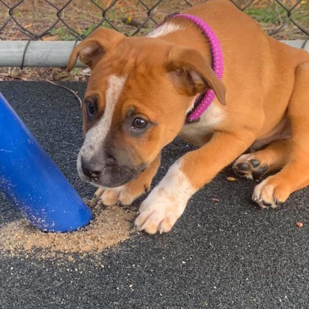 Photo of Puppy Phillip Dl2470