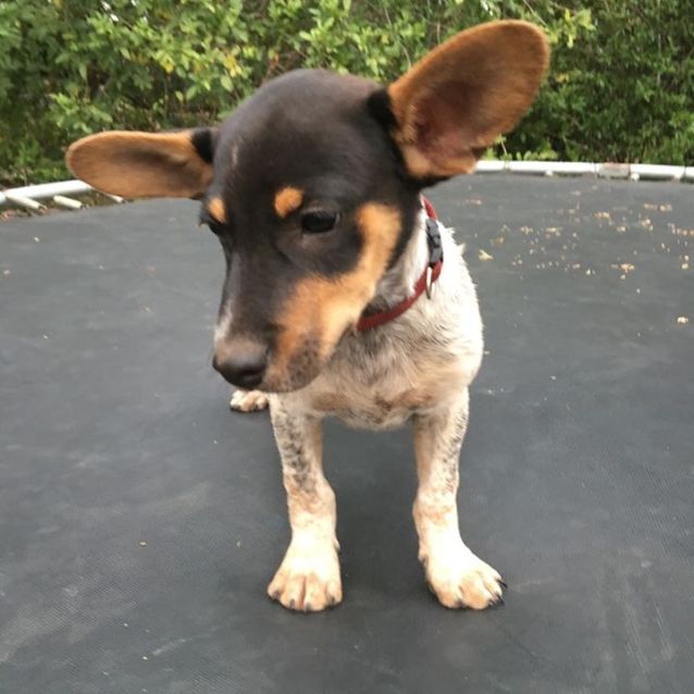 Photo of Pickle