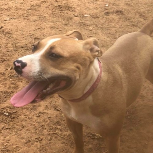 Roo