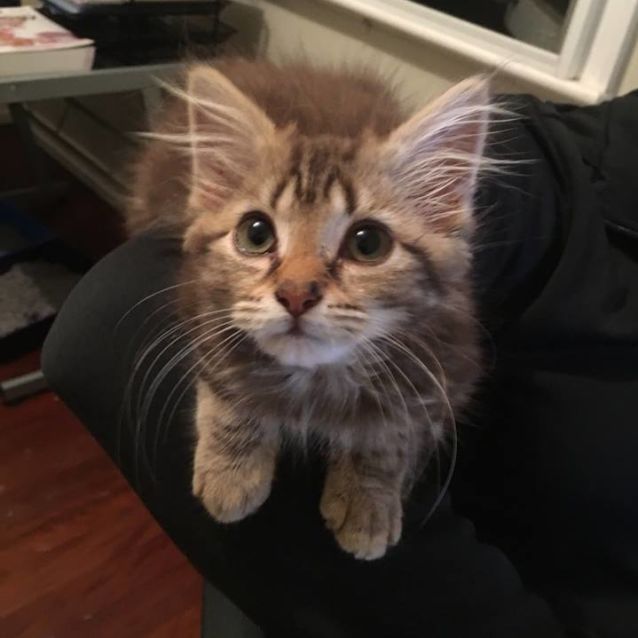 Photo of Coral **Adoption Pending**