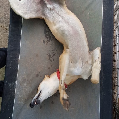 Arlo (Adoption Pending)