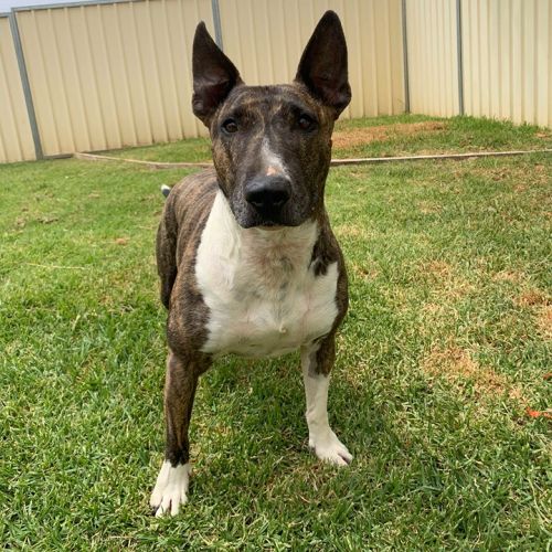 Lily *On Trial in Her New Home*