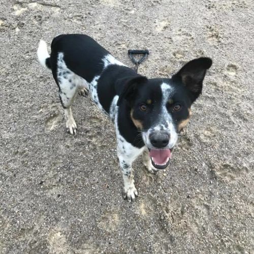 Wally **Adoption Pending**