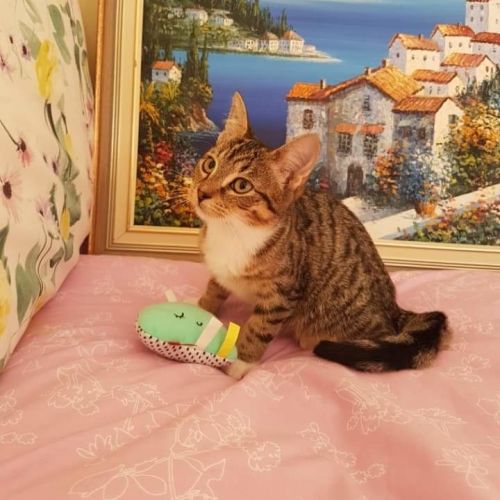 Rescue Kitten Showroom