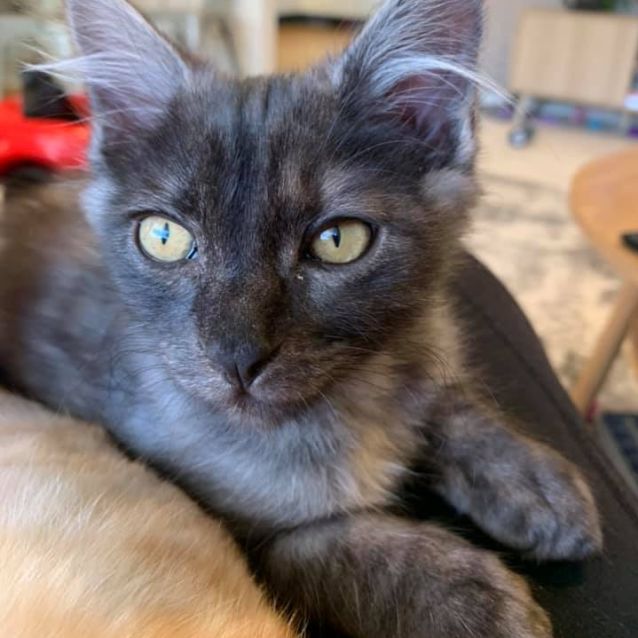 Photo of Bluey