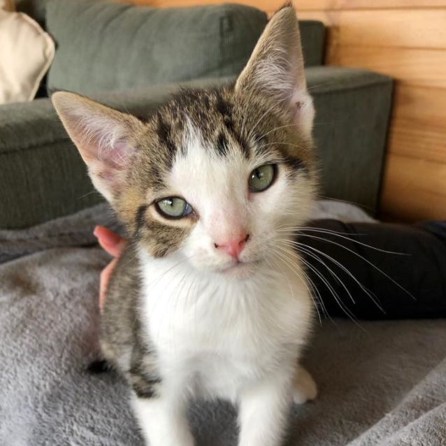 Photo of Muesli **2nd Chance Cat Rescue**
