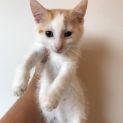 Photo of Sesame