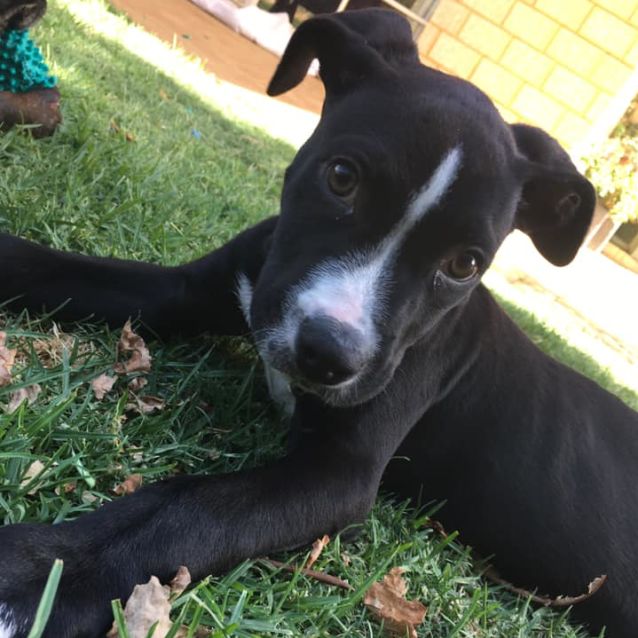 Photo of Puppy Nigel Dl2341