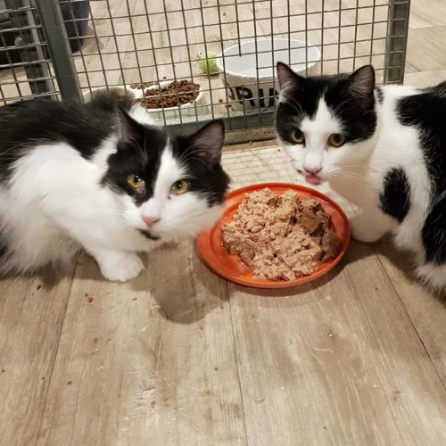 Freddy Kruger ** 2nd Chance Cat Rescue**