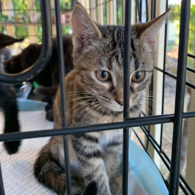 Photo of Pebbles