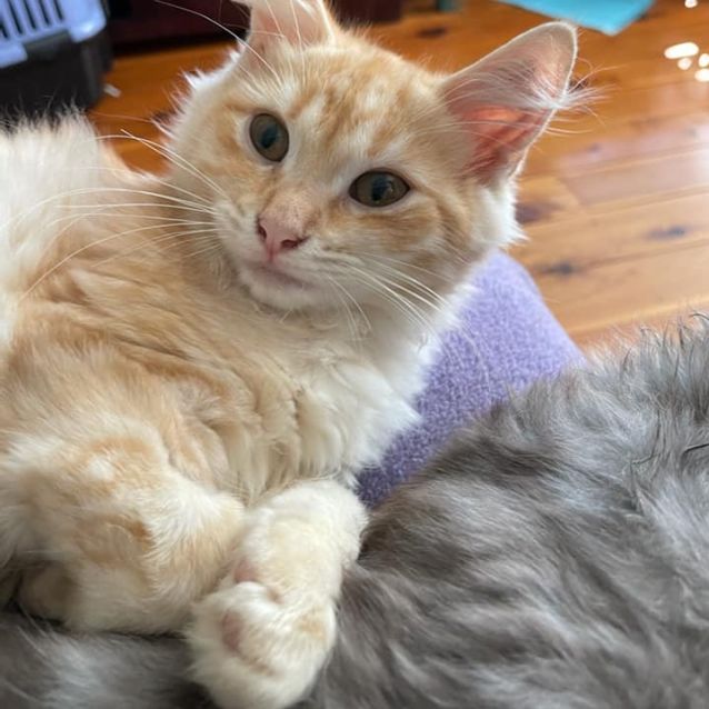 Photo of Ginger Spice