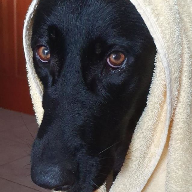 Photo of Marley