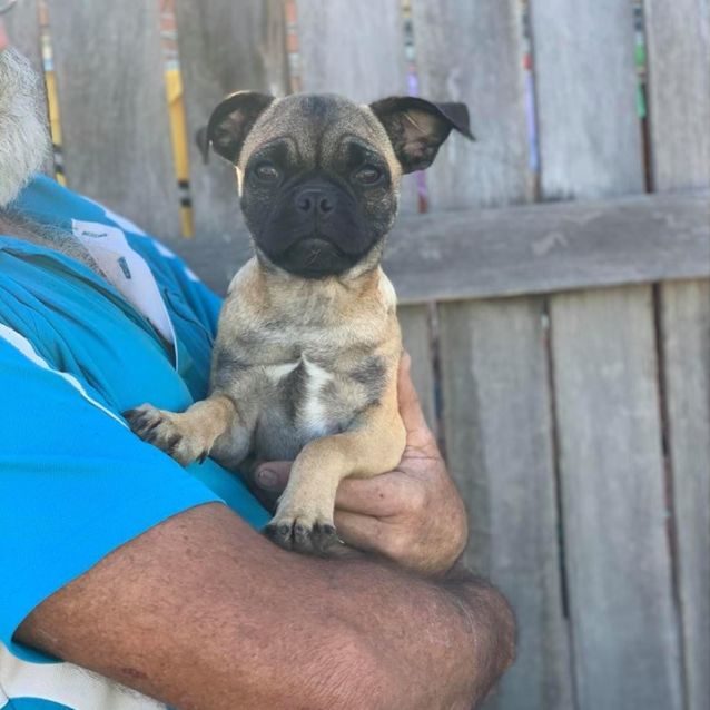 Jack russell pug mix puppies cheap for sale