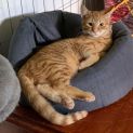 Photo of Smudge Can Assist With Transport