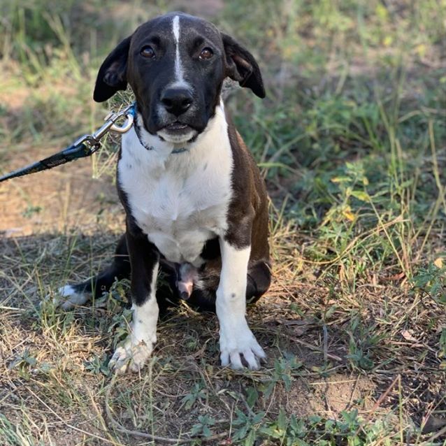 Denny Medium Male Boxer x Border Collie Dog in QLD PetRescue