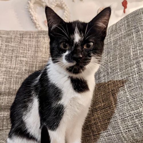 Daisy ~ 6 month old (on trial 3/08/2021)