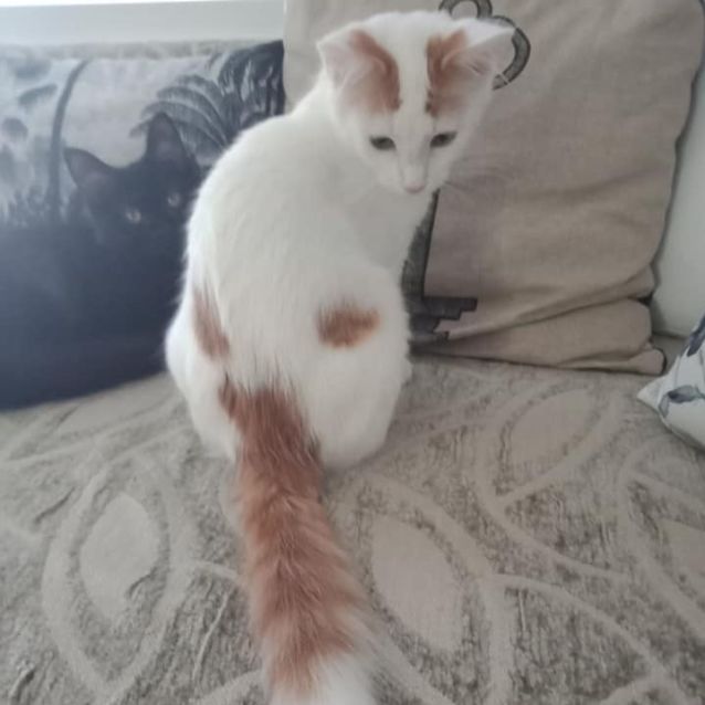 Photo of Loki