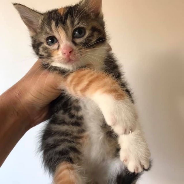 Photo of Skitty