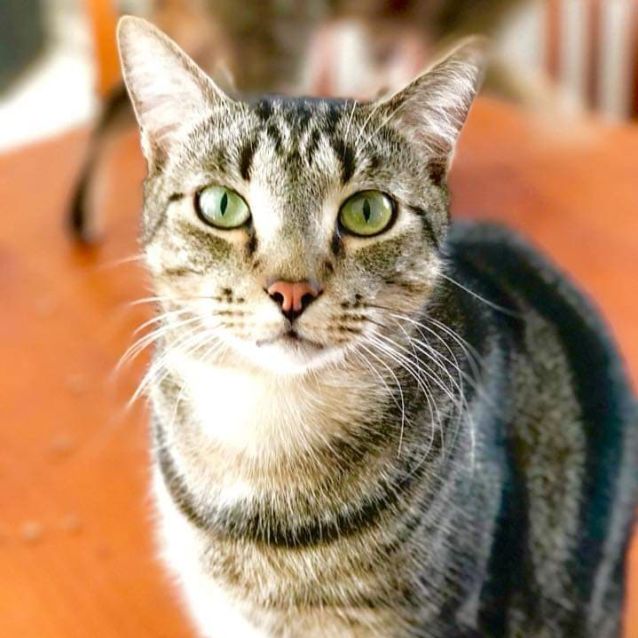 Photo of Tigger